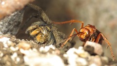 Tachypompilus mendozae