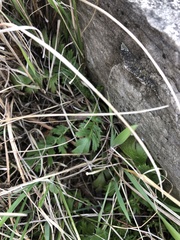 Geum triflorum