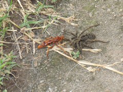 Tachypompilus mendozae