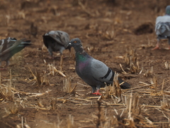 Columba livia domestica