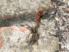 Tachypompilus mendozae