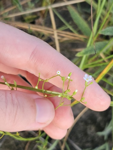 Curtia tenuifolia, 2026-04-26