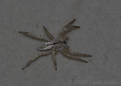 Arachosia praesignis