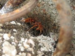 Tachypompilus mendozae