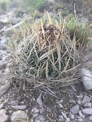 Echinofossulocactus lloydii