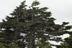 Abies sachalinensis