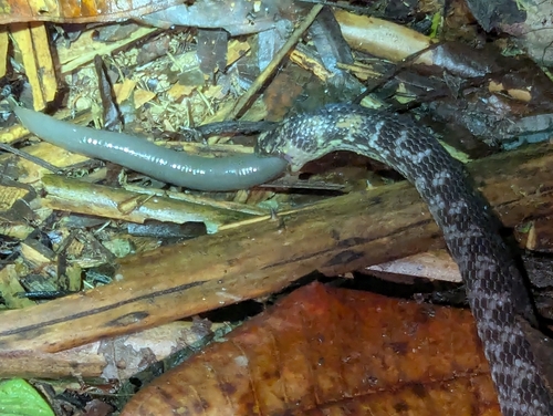 Photo of a Wagler's Ground Snake (Atractus wagleri)