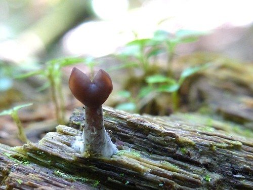 Saddle-shaped False Morel