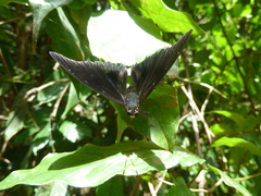 Eriboea