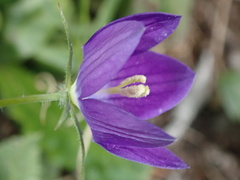Campanula ramosissima