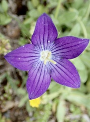 Campanula ramosissima