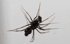 Neriene furtiva