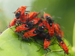 Oncopeltus nigriceps