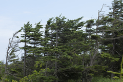 Abies sachalinensis
