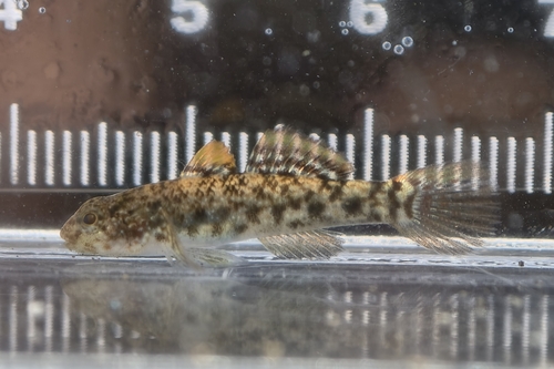 Bathygobius cocosensis