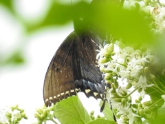 Papilio alexiares garcia