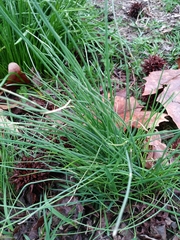 Allium vineale