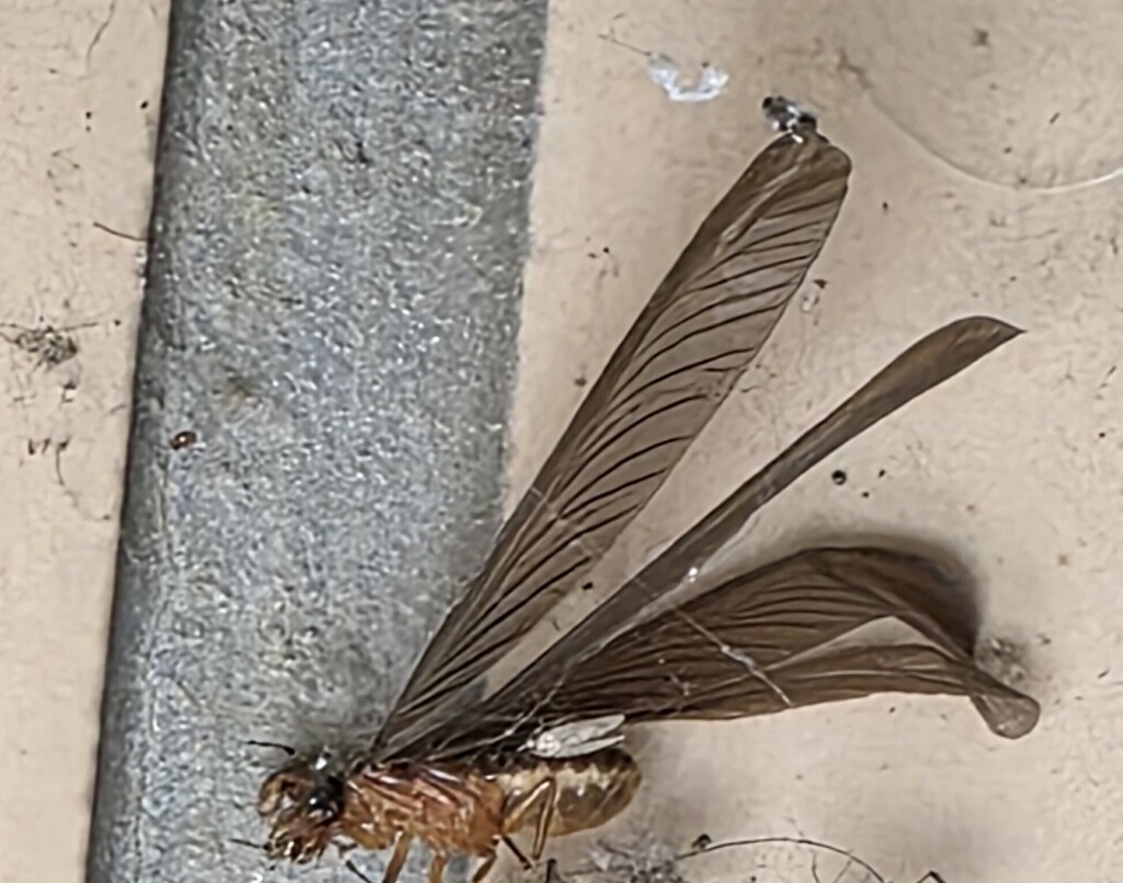 Black-winged Subterranean Termite
