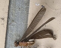 Black-winged Subterranean Termite