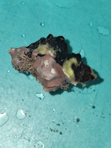 Ocenebra erinaceus