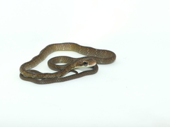 Leptophis cupreus