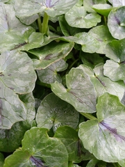 Ficaria verna