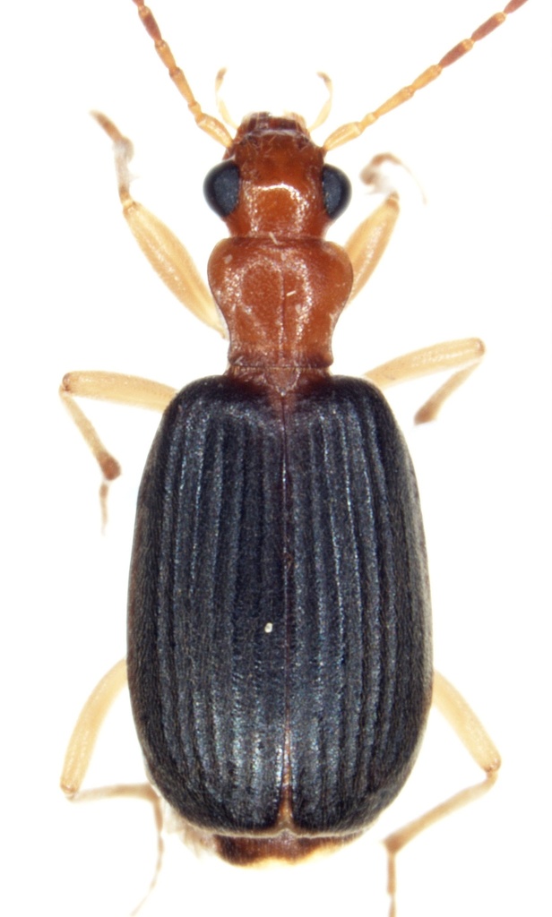 Brachinus incomptus