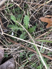Geum triflorum
