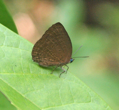 Arhopala avatha