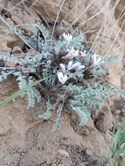 Astragalus testiculatus