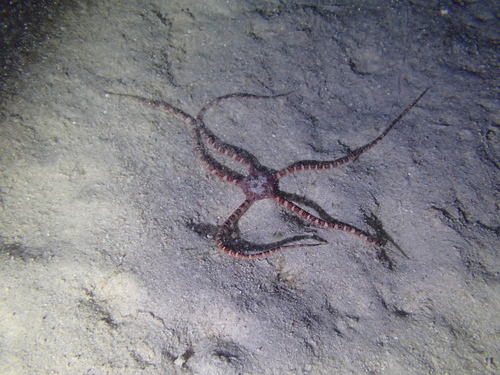 Ophioderma rubicundum observed 2026-04-26