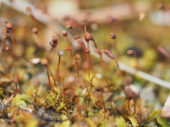 Fissidens bushii