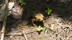 Ingerophrynus biporcatus