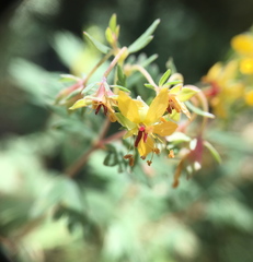 Balbisia gracilis