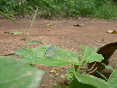 Eicochrysops hippocrates