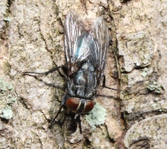 Protocalliphora