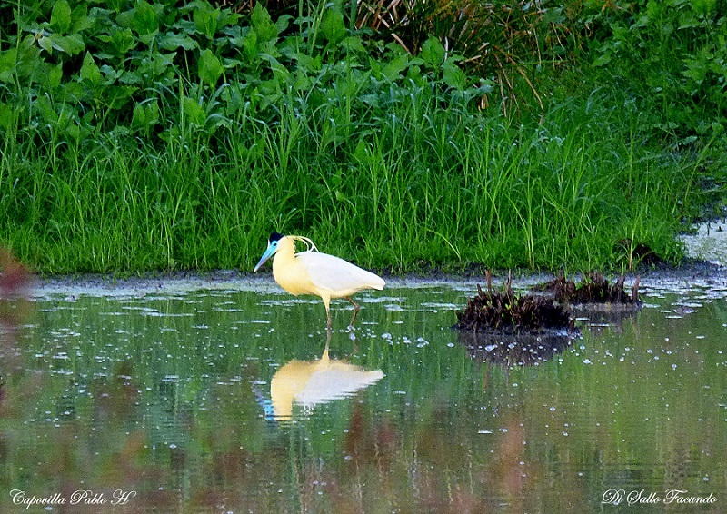 Capped Heron (Pilherodius pileatus)