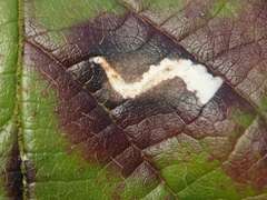 Coptotriche marginea