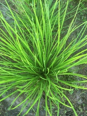 Carex bromoides