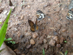 Uranothauma falkensteinii