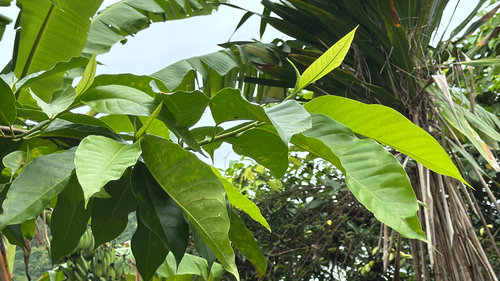 Magnolia alba observed 2026-04-25