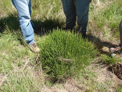 Baccharis articulata