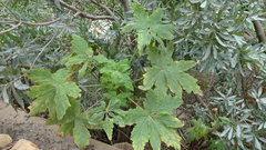 Pelargonium hispidum