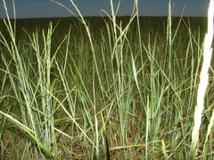 Elymus scabrifolius