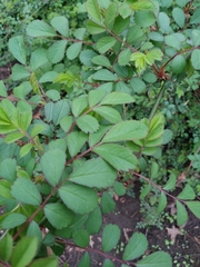 Rosa multiflora
