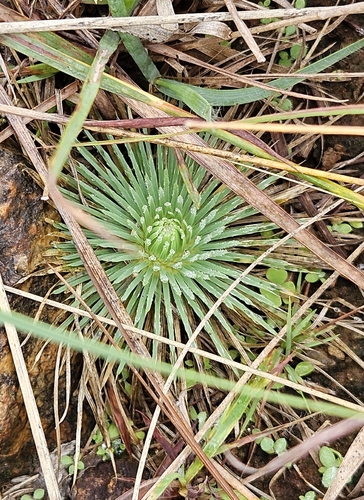 Psammotropha myriantha, 2026-04-27