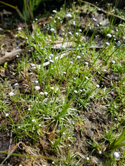 Eriocaulon aquaticum