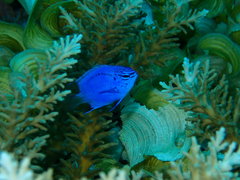 Chrysiptera springeri