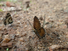 Uranothauma falkensteinii