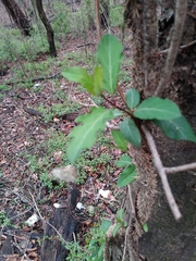 Lonicera japonica